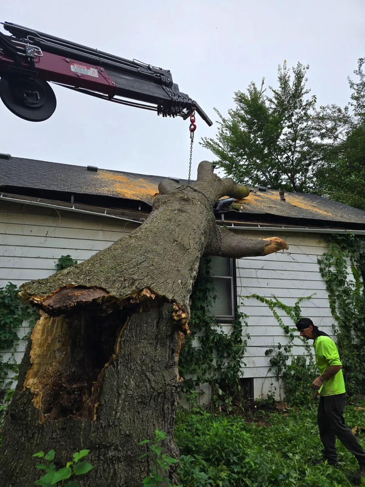 Beautifully trimmed mature trees